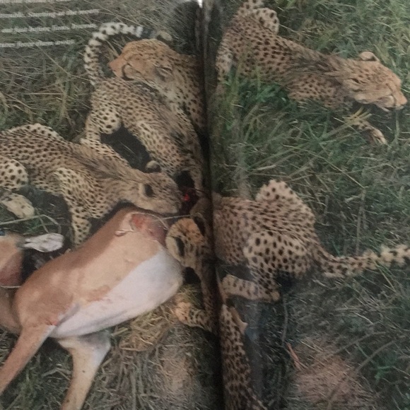 National Geographic Vol. 196 No. 6 December 1999 - Picture 6 of 12